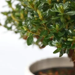 Japanse azalea - Set van 4 - Rhododendron 'Anouk' - Hoogte 25-40cm - ⌀17cm