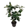 Japanse Roos - Camellia japonica 'Bonomiana' - Hoogte 50-60cm - ⌀15cm