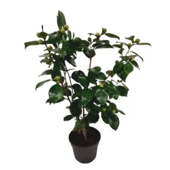 Japanse Roos - Camellia japonica 'Bonomiana' - Hoogte 50-60cm - ⌀15cm
