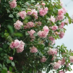 Japanse Roos - Camellia japonica 'Bonomiana' - Hoogte 50-60cm - ⌀15cm