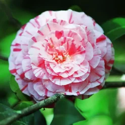 Japanse Roos - Camellia japonica 'Bonomiana' - Hoogte 50-60cm - ⌀15cm