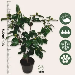 Japanse Roos - Camellia japonica 'Bonomiana' - Hoogte 50-60cm - ⌀15cm
