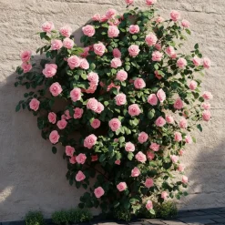 Japanse Roos - Camellia japonica 'Bonomiana' - Hoogte 50-60cm - ⌀15cm