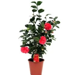 Japanse Roos - Camellia japonica 'Lady Campbell' - Hoogte 60-70cm - ⌀19cm