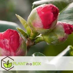 Japanse Roos - Camellia japonica 'Lady Campbell' - Hoogte 60-70cm - ⌀19cm