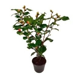 Japanse Roos - Camellia japonica 'Dr. King' - Hoogte 50-60cm - ⌀15cm