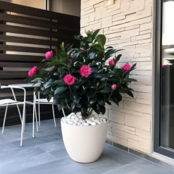 Japanse Roos - Camellia japonica 'Dr. King' - Hoogte 50-60cm - ⌀15cm