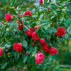 Japanse Roos - Camellia japonica 'Dr. King' - Hoogte 50-60cm - ⌀15cm