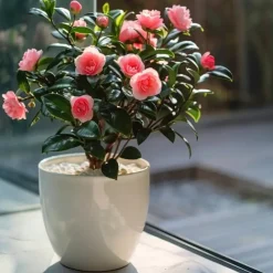 Japanse Roos - Camellia japonica 'Dr. King' - Hoogte 50-60cm - ⌀15cm