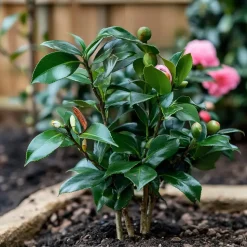 Japanse Roos - Camellia japonica 'Dr. King' - Hoogte 50-60cm - ⌀15cm