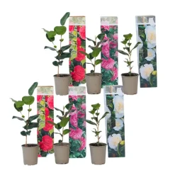 Japanse Roos - Set van 6 - Camellia japonica - Hoogte 25-40cm - ⌀9cm