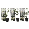 Japanse Roos - Set van 3 - Camellia 'Brush Field' - Hoogte 25-40cm - ⌀9cm