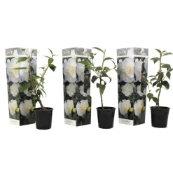 Japanse Roos - Set van 3 - Camellia 'Brush Field' - Hoogte 25-40cm - ⌀9cm