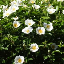 Japanse Roos - Set van 3 - Camellia 'Brush Field' - Hoogte 25-40cm - ⌀9cm