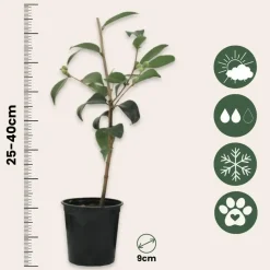 Japanse Roos - Set van 3 - Camellia 'Brush Field' - Hoogte 25-40cm - ⌀9cm
