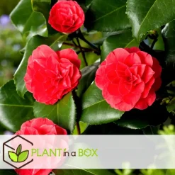 Japanse Roos - Set van 4 - Camellia 'Lady Campbell' - Hoogte 60-70cm - ⌀19cm