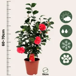 Japanse Roos - Set van 4 - Camellia 'Lady Campbell' - Hoogte 60-70cm - ⌀19cm