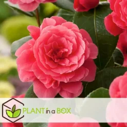 Japanse Roos - Set van 4 - Camellia 'Lady Campbell' - Hoogte 60-70cm - ⌀19cm