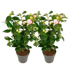 Japanse Roos - Set van 2 - Camellia 'Bonomiana' - Hoogte 50-60cm - ⌀15cm