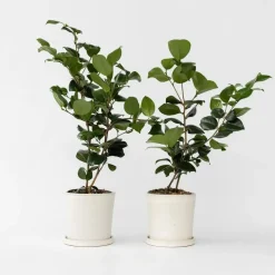 Japanse Roos - Set van 2 - Camellia 'Bonomiana' - Hoogte 50-60cm - ⌀15cm