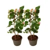 Japanse Roos - Set van 2 - Camellia japonica 'Dr. King' - Hoogte 50-60cm - ⌀15cm