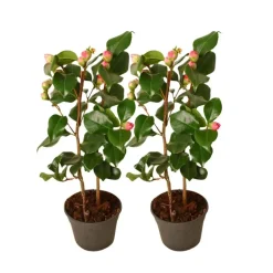 Japanse Roos - Set van 2 - Camellia japonica 'Dr. King' - Hoogte 50-60cm - ⌀15cm
