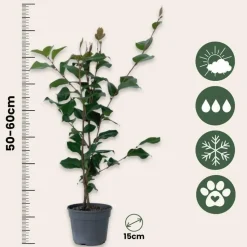 Japanse Roos - Set van 2 - Camellia japonica 'Dr. King' - Hoogte 50-60cm - ⌀15cm