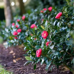 Japanse Roos - Set van 2 - Camellia japonica 'Dr. King' - Hoogte 50-60cm - ⌀15cm