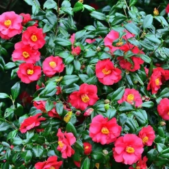 Japanse Roos - Set van 2 - Camellia japonica 'Dr. King' - Hoogte 50-60cm - ⌀15cm