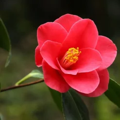 Japanse Roos - Set van 2 - Camellia japonica 'Dr. King' - Hoogte 50-60cm - ⌀15cm