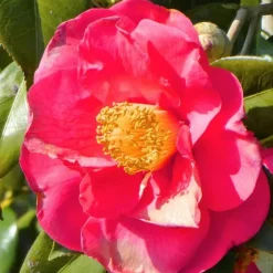 Japanse Roos - Set van 2 - Camellia 'Lady Campbell' - Hoogte 60-70cm - ⌀19cm
