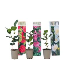 Japanse Roos - Set van 3 - Camellia japonica - Hoogte 25-40cm - ⌀9cm