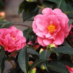 Japanse Roos - Set van 3 - Camellia japonica - Hoogte 25-40cm - ⌀9cm