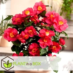 Japanse Roos - Set van 3 - Camellia japonica - Hoogte 25-40cm - ⌀9cm