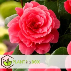 Japanse Roos - Set van 3 - Camellia japonica - Hoogte 25-40cm - ⌀9cm