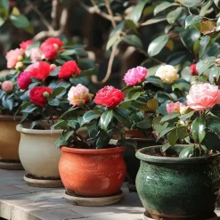 Japanse Roos - Set van 3 - Camellia japonica - Hoogte 25-40cm - ⌀9cm