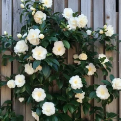Japanse Roos - Set van 3 - Camellia japonica - Hoogte 25-40cm - ⌀9cm