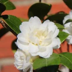 Japanse Roos - Set van 3 - Camellia japonica - Hoogte 25-40cm - ⌀9cm