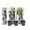 Jasmijn - Set van 3 - Jasminum 'Officinale' - Hoogte 25-40cm - ⌀9cm