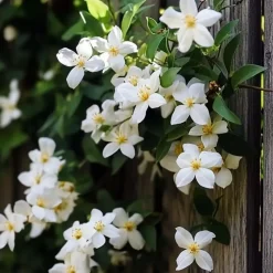 Jasmijn - Set van 3 - Jasminum 'Officinale' - Hoogte 25-40cm - ⌀9cm