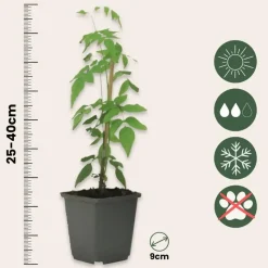 Jasmijn - Set van 3 - Jasminum 'Officinale' - Hoogte 25-40cm - ⌀9cm