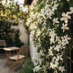 Jasmijn - Set van 3 - Jasminum 'Officinale' - Hoogte 25-40cm - ⌀9cm