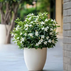 Jasmijn - Set van 3 - Jasminum 'Officinale' - Hoogte 25-40cm - ⌀9cm
