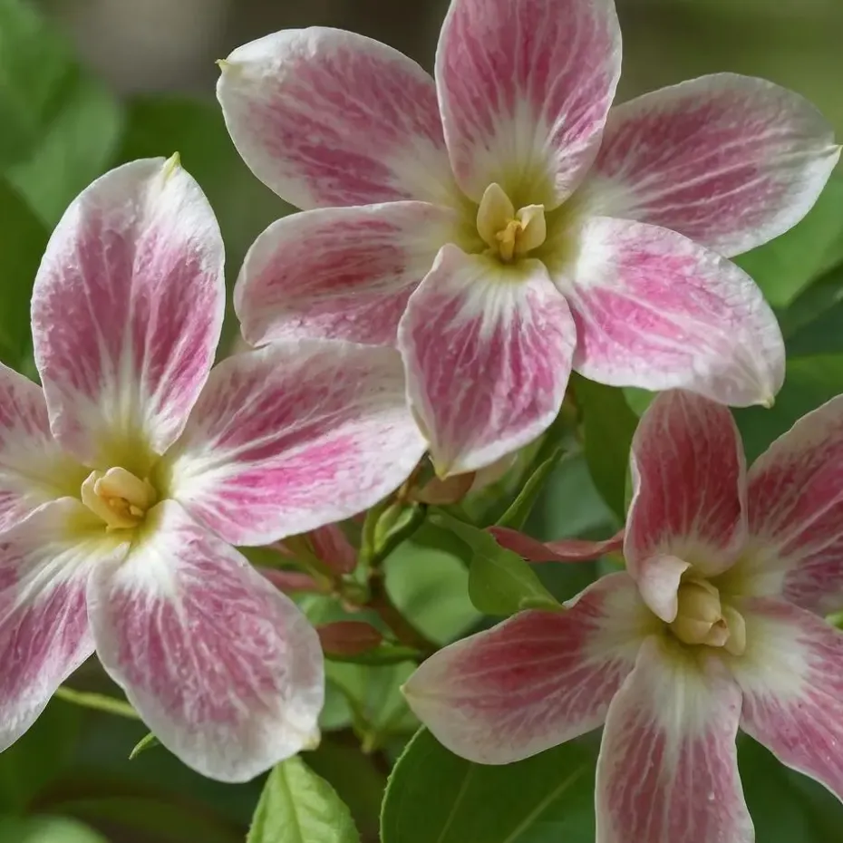 Jasmijn - Set van 6 - Jasminum 'Summer Scent' - Hoogte 25-40cm - ⌀9cm