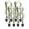 Jasmijn - Set van 8 - Trachelospermum jasminoides - Hoogte 110-120cm - ⌀17cm