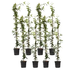 Jasmijn - Set van 8 - Trachelospermum jasminoides - Hoogte 110-120cm - ⌀17cm
