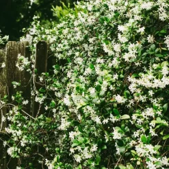 Jasmijn - Set van 8 - Trachelospermum jasminoides - Hoogte 110-120cm - ⌀17cm