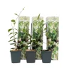 Jasmijn - Set van 3 - Trachelospermum jasminoides - Hoogte 25-40cm - ⌀9cm