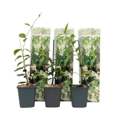 Jasmijn - Set van 3 - Trachelospermum jasminoides - Hoogte 25-40cm - ⌀9cm