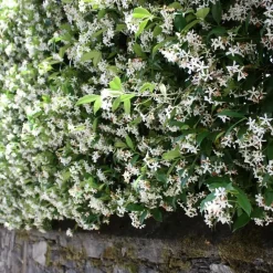 Jasmijn - Set van 3 - Trachelospermum jasminoides - Hoogte 25-40cm - ⌀9cm